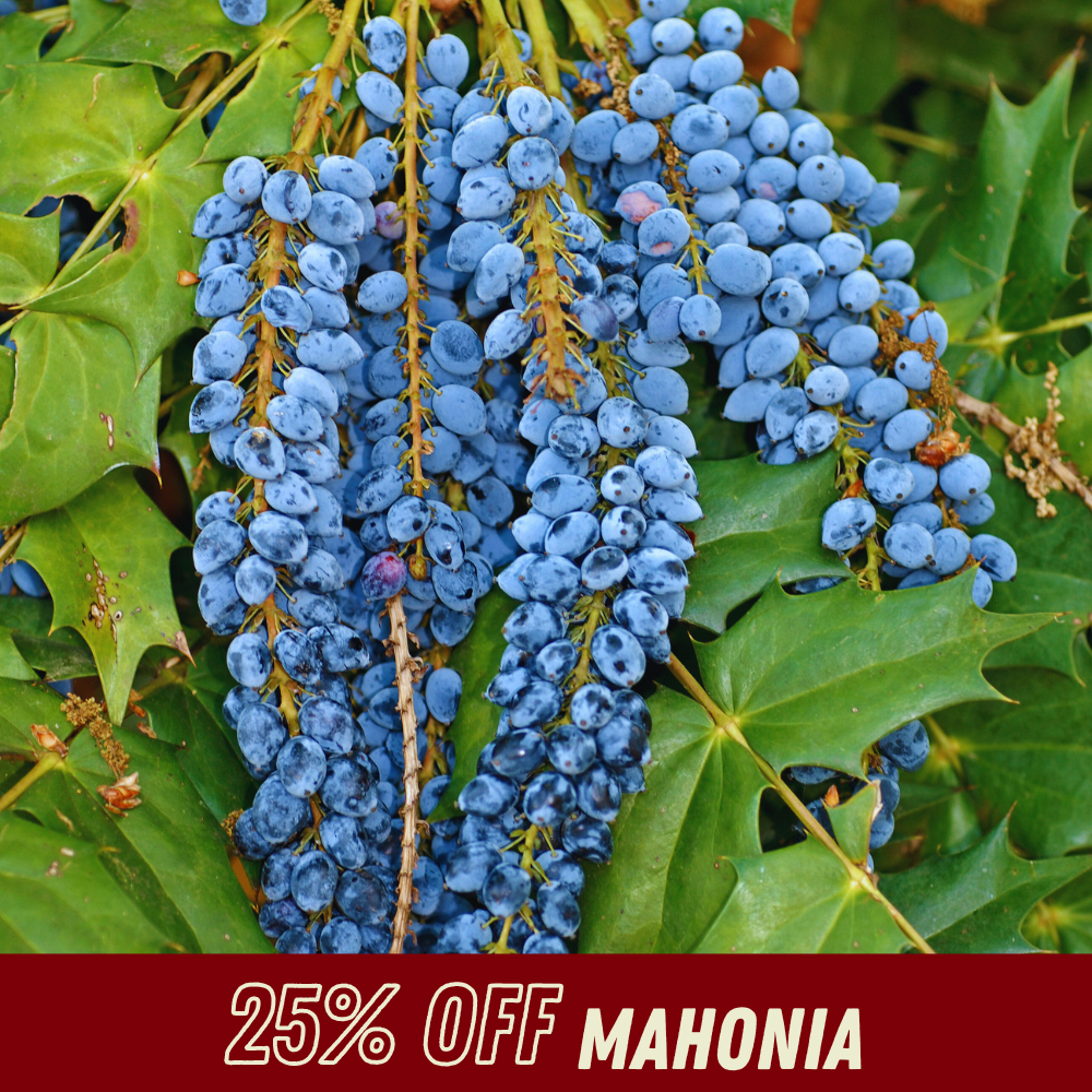 Mahonia - Fall Shrub Sale