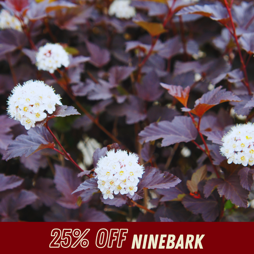 Ninebark - Fall Shrub Sale