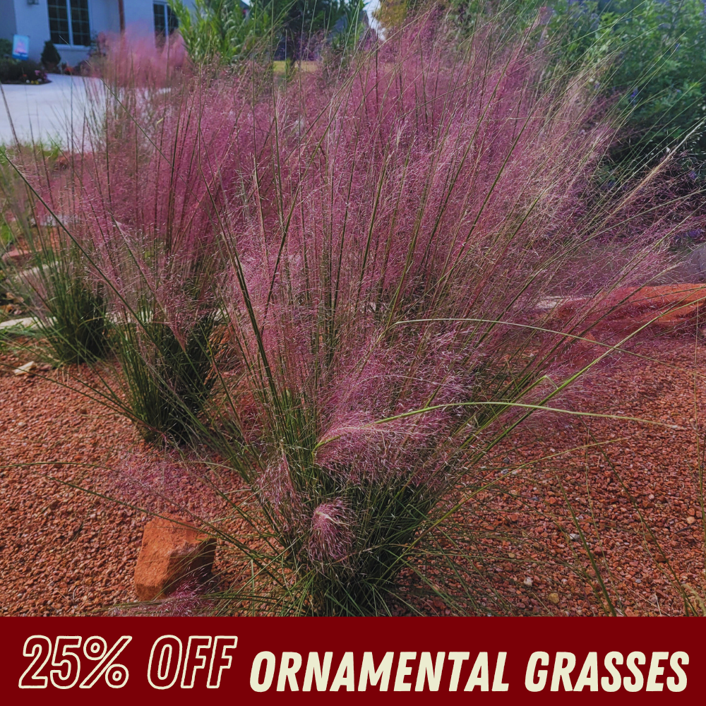 Ornamental Grasses - Fall Shrub Sale