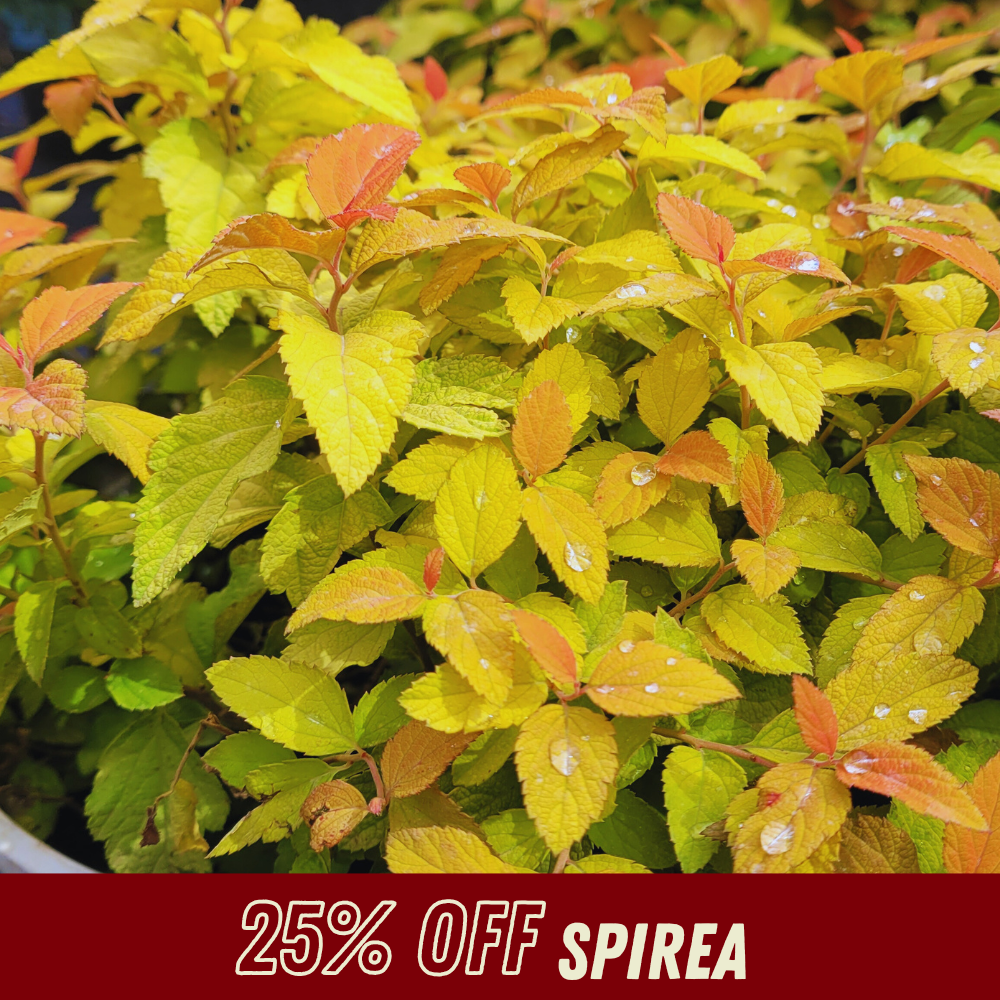 Spirea - Fall Shrub Sale