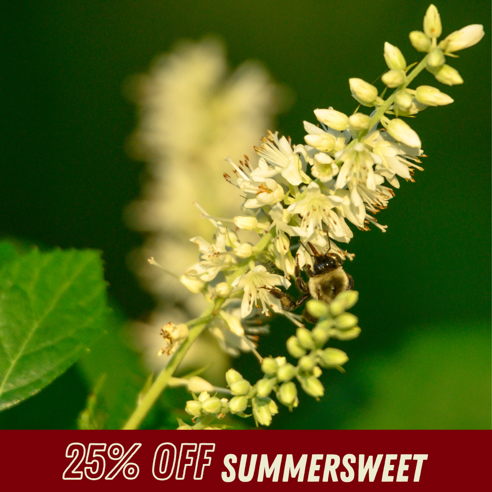 Summersweet - Fall Shrub Sale