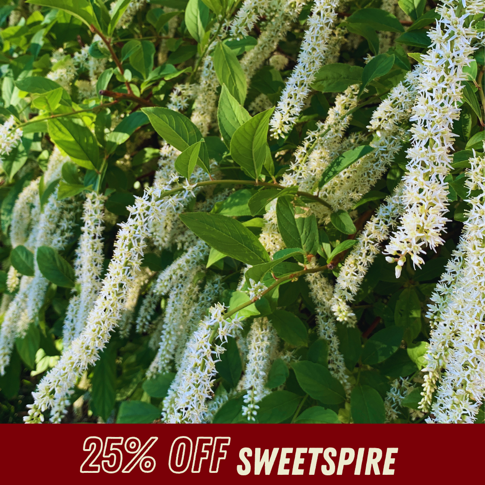 Sweetspire - Fall Shrub Sale