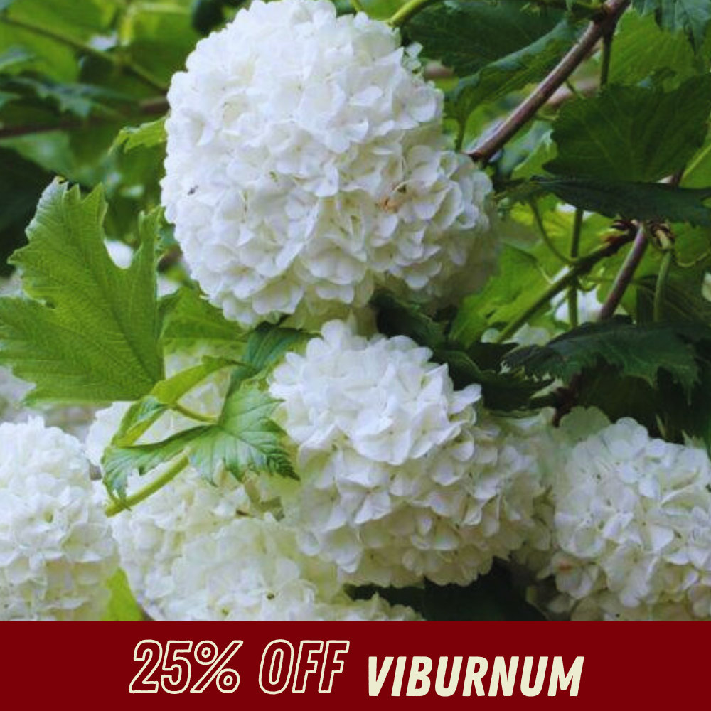 Viburnum - Fall Shrub Sale