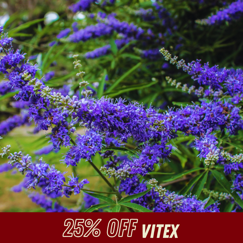 Vitex - Fall Shrub Sale