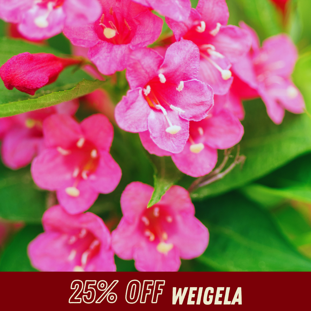 Weigela - Fall Shrub Sale