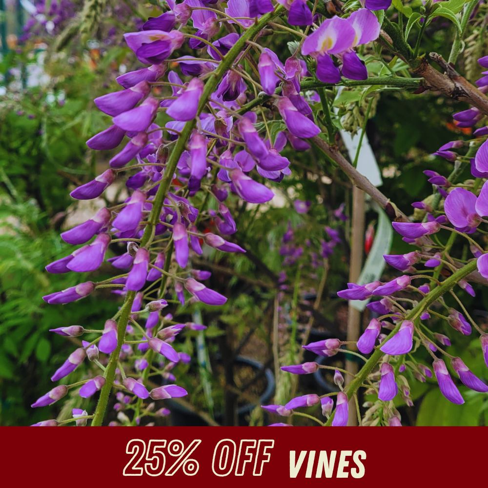 Vines - Fall Shrub Sale