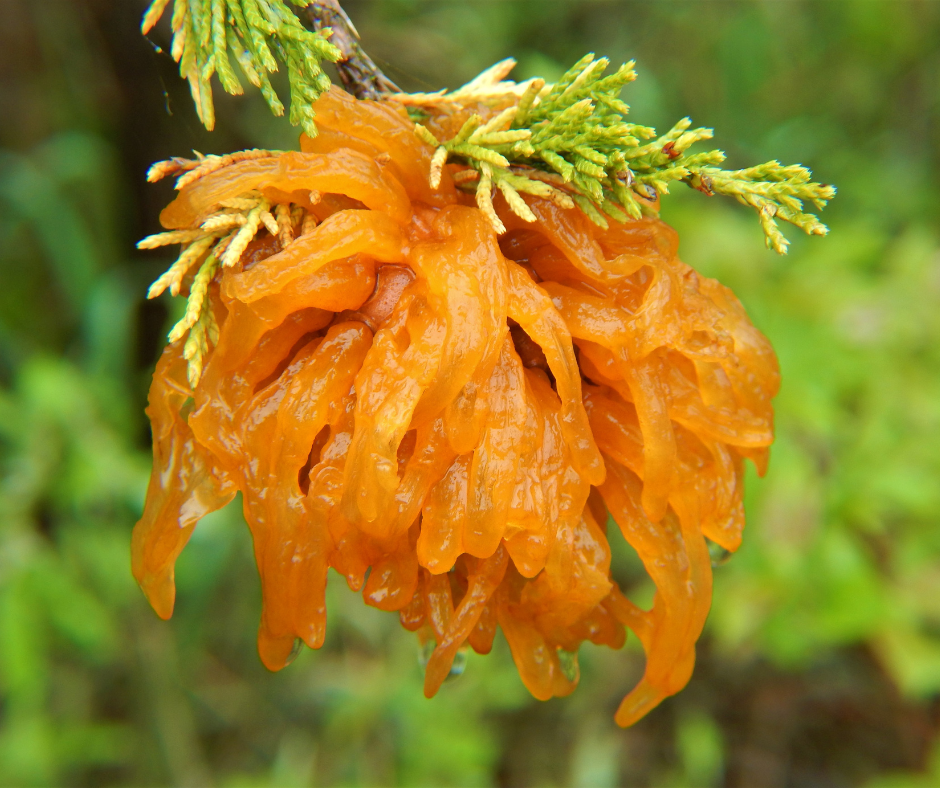 Gelatinous Orange Growths on Cedar Trees