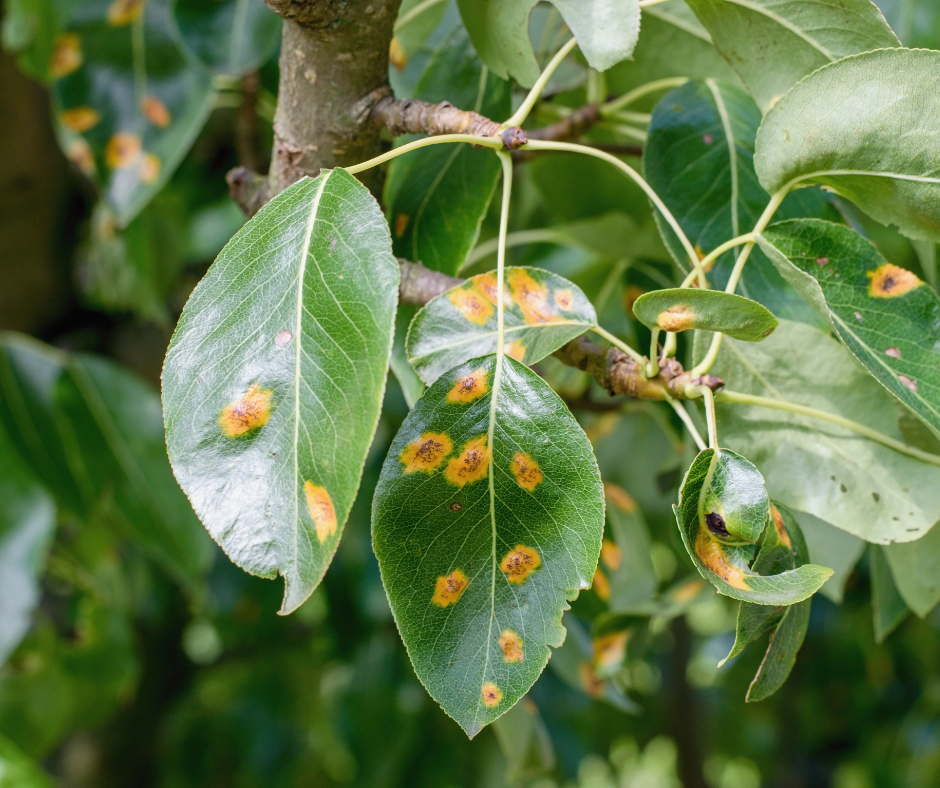 Cedar Apple Rust Spots