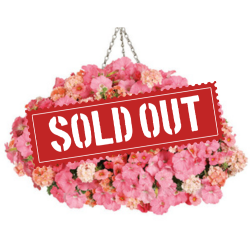 Acapulco Sun Sold Out