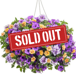 Polar Peach Sold Out