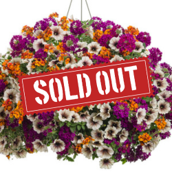 Pumpkin Spice Latte Sold Out