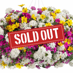 Rockin' Rush Sold Out