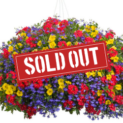 Santa Belle Sold Out