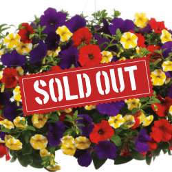 Starry Night Sold Out