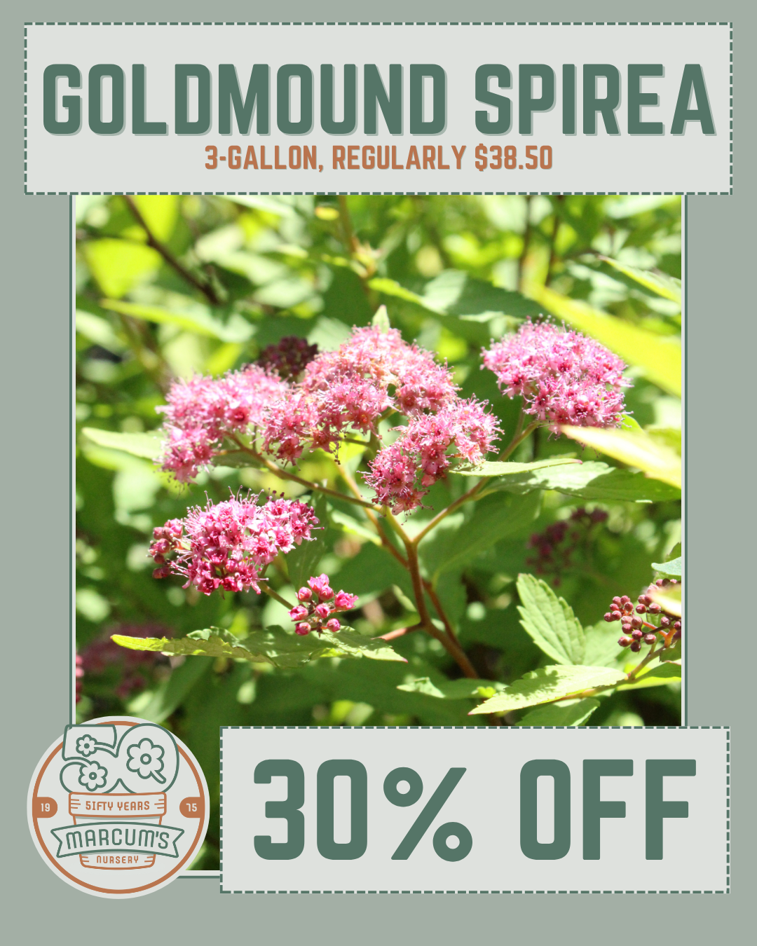 Goldmound Spirea Goldmound Spirea