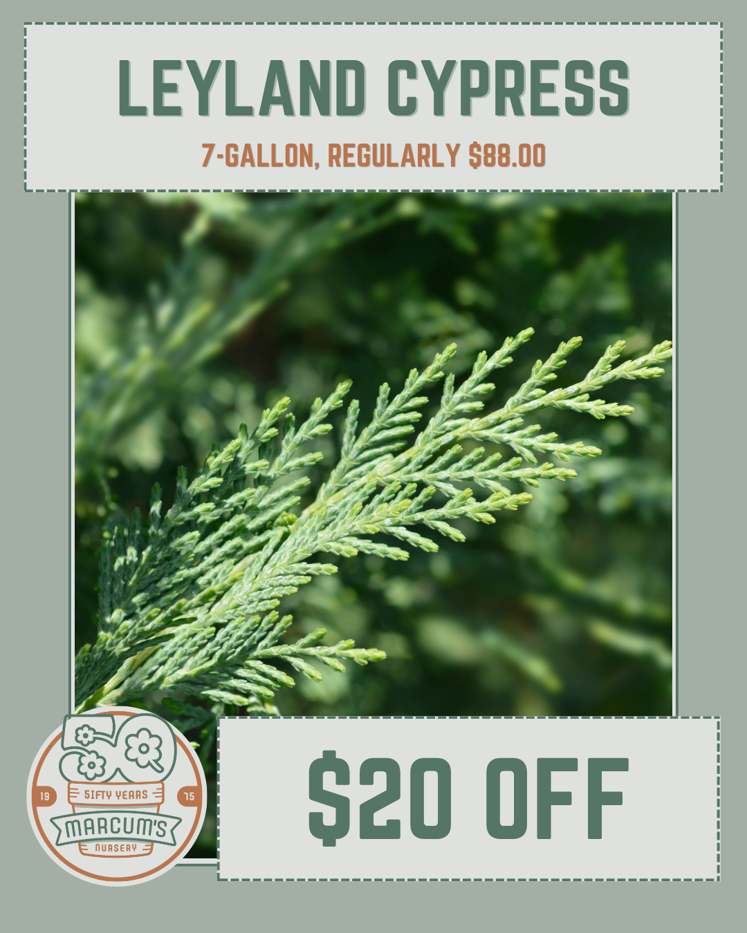 Leyland Cypress Leyland Cypress