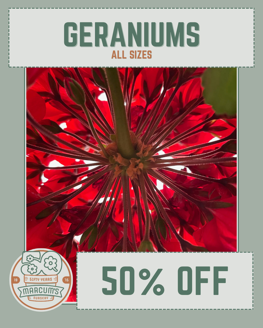50 off Geraniums 50% off Geraniums