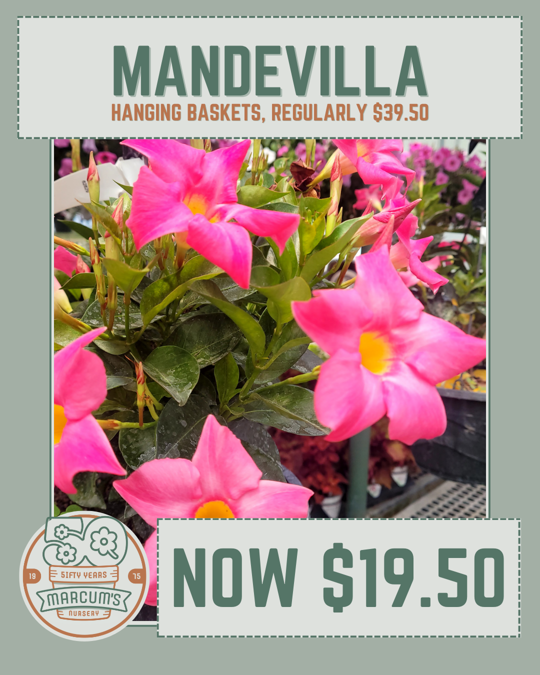 Mandevilla HB (1) Mandevilla Hanging Baskets