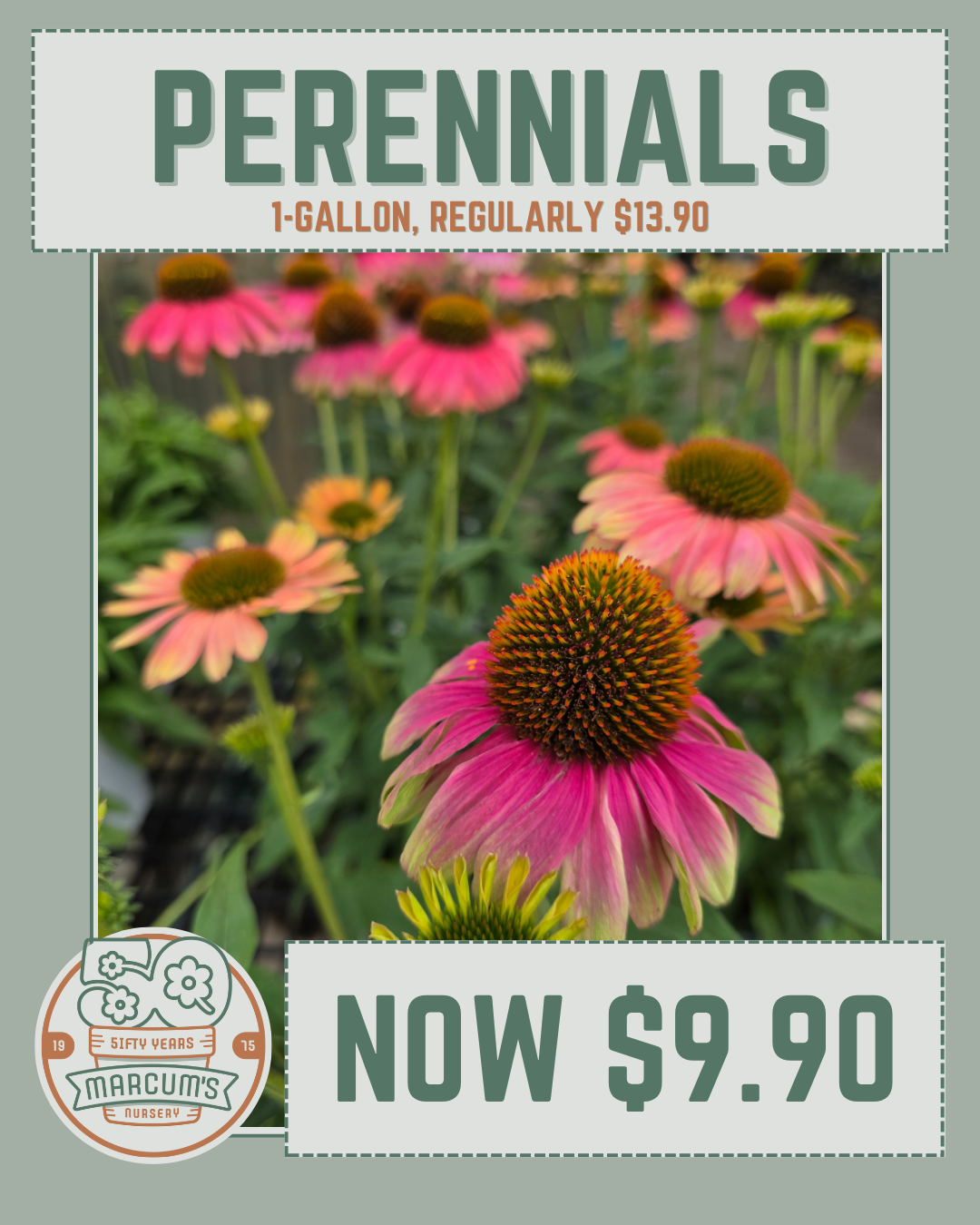 Perennials 1-gallon 1-gallon perennials