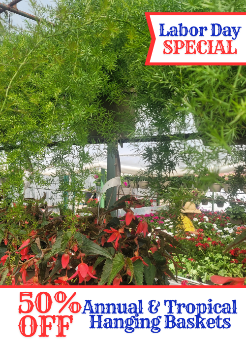 Annual & Tropical Hanging Baskets Annual & Tropical Hanging Baskets