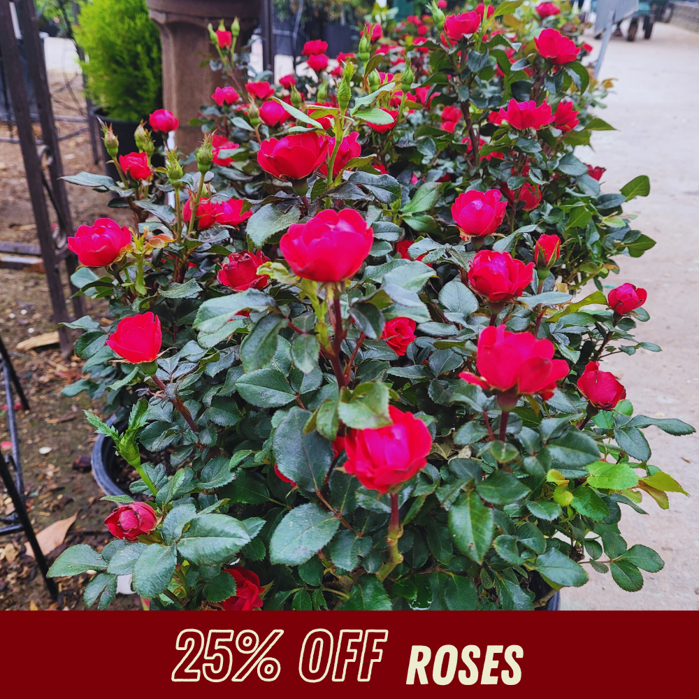Knockout Rose