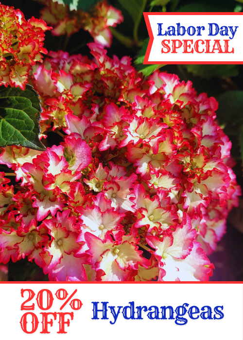 Hydrangeas 20% off