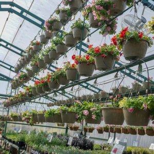 Spring It On Hanging Baskets – 50 Count